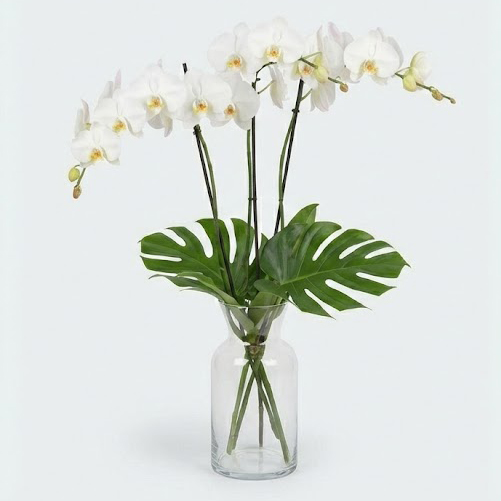 Zen White Orchid